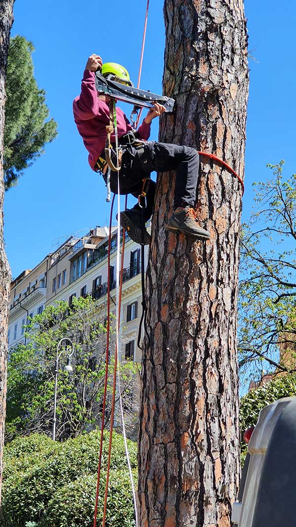 aprofonfdimenti IMG DX plantae land foreste urbane