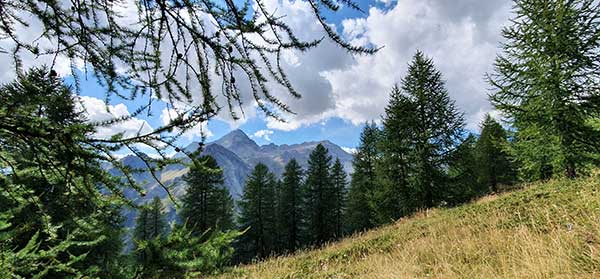 servizi per il verde